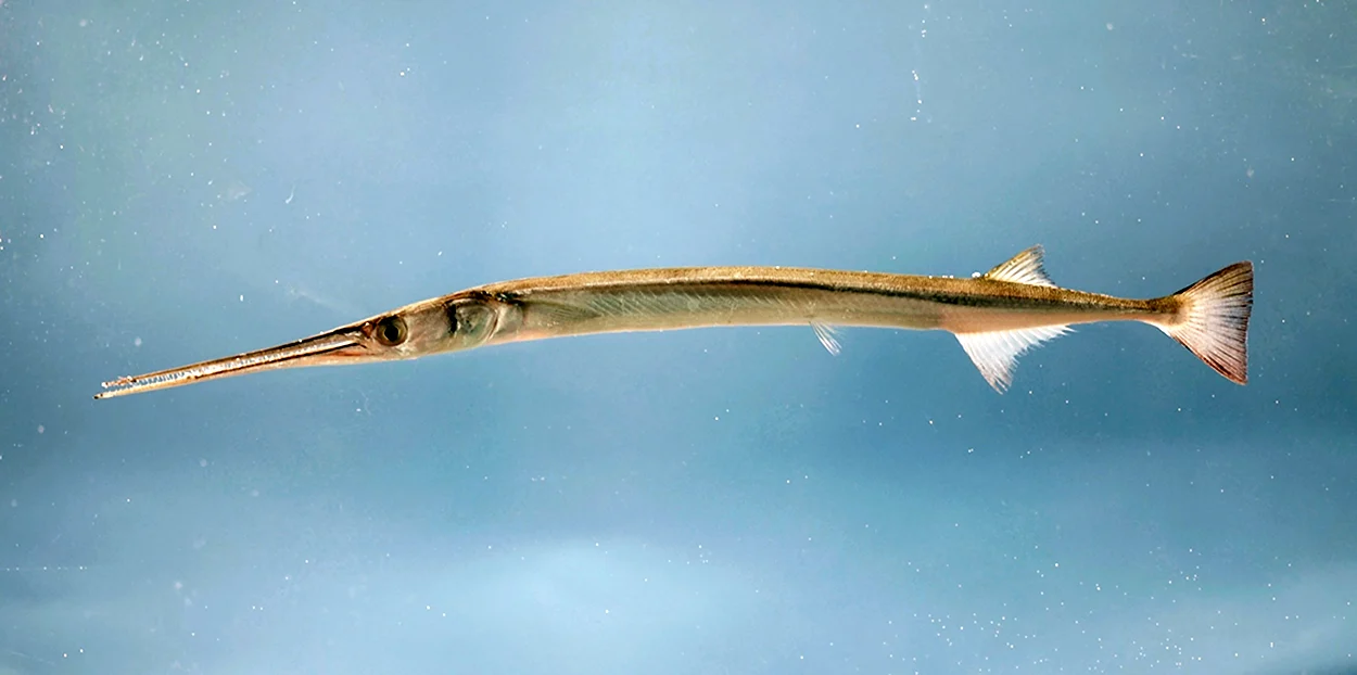 Длиннорылая рыба-игла. Красивое животное