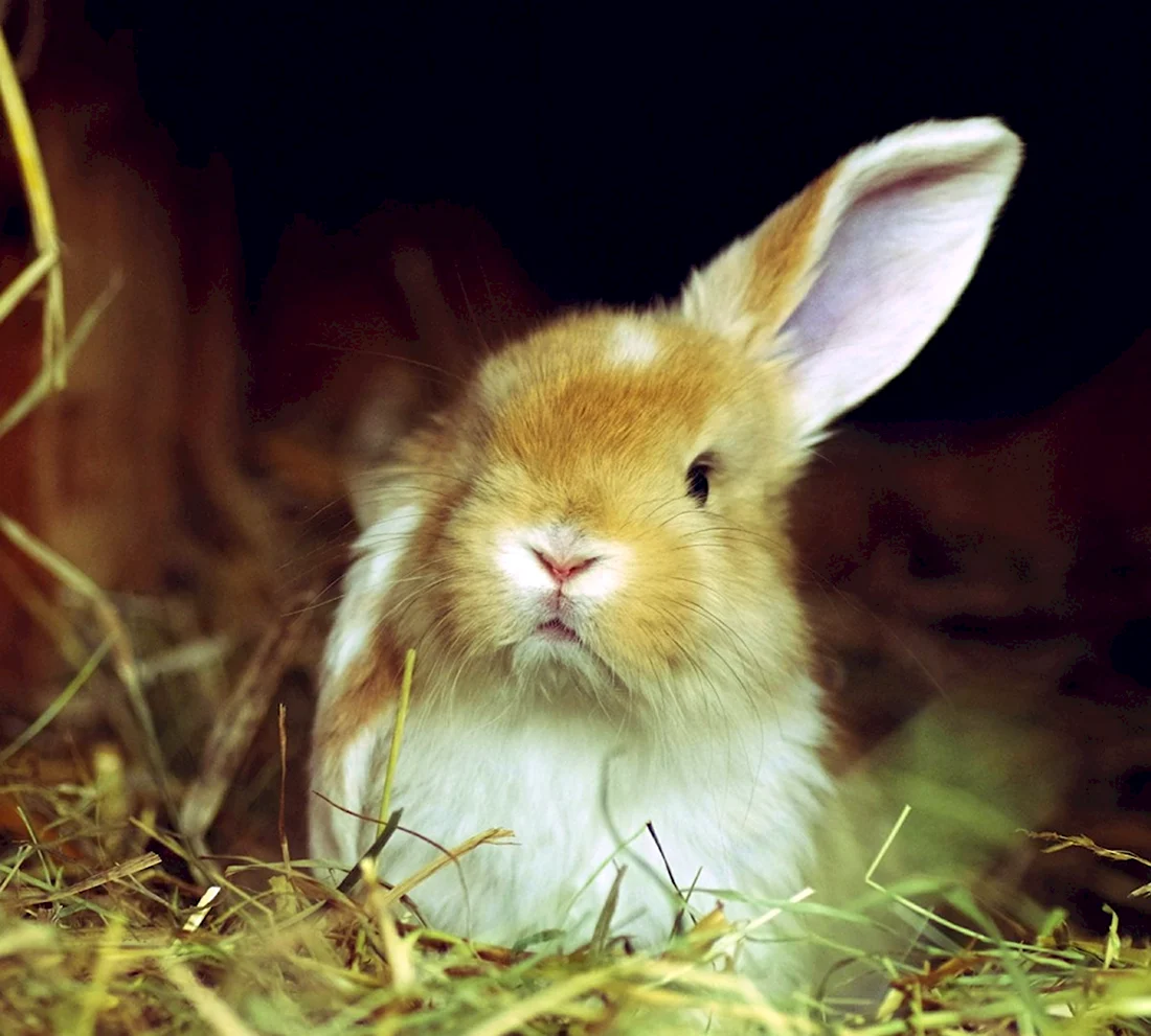 Длинноухий кролик. Красивые картинки животных