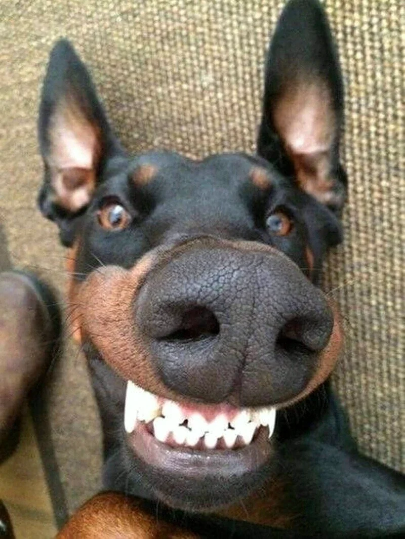 Доберман-пинчер улыбается. Красивое животное