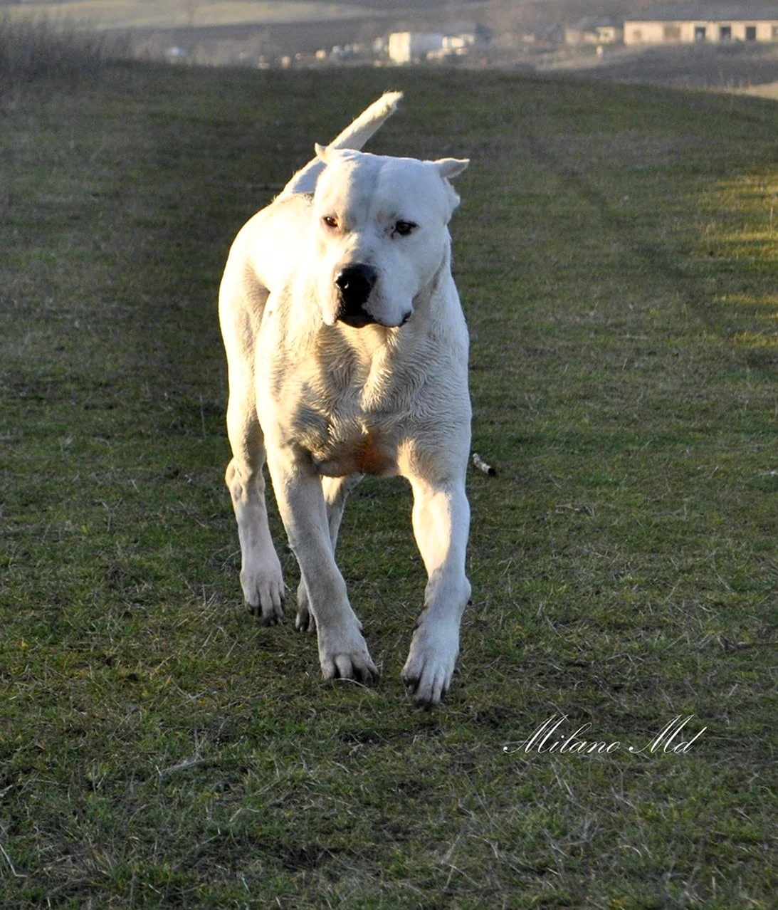 Dogo argentino Champion. Красивое животное