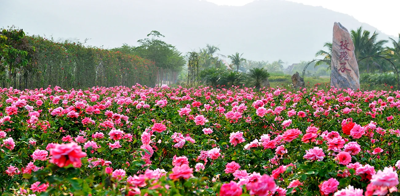 Долина роз Санья. Красивая картинка