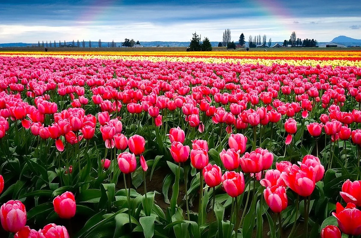 Долина тюльпанов в Голландии. Красивая картинка