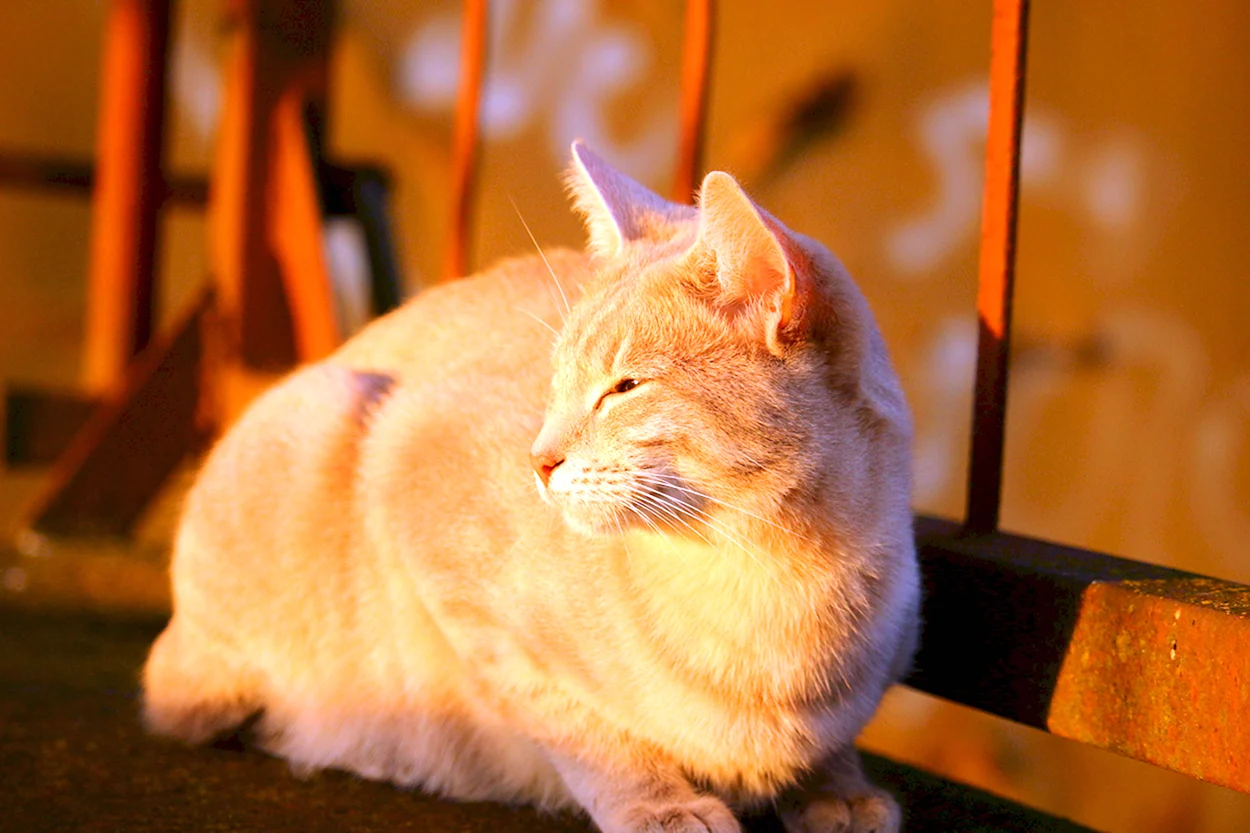 Довольный кот на солнце. Красивое животное