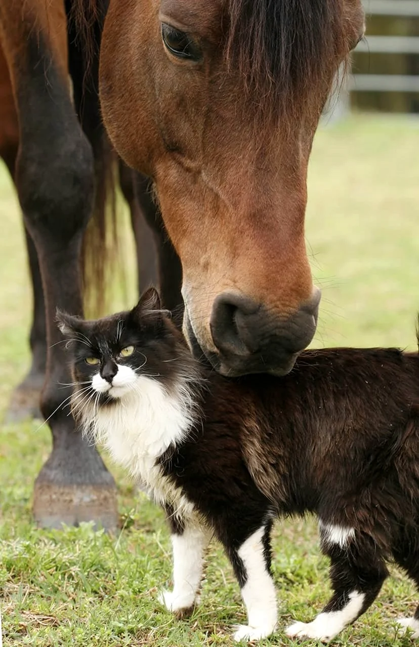 Дружба кошки и лошади. Красивое животное