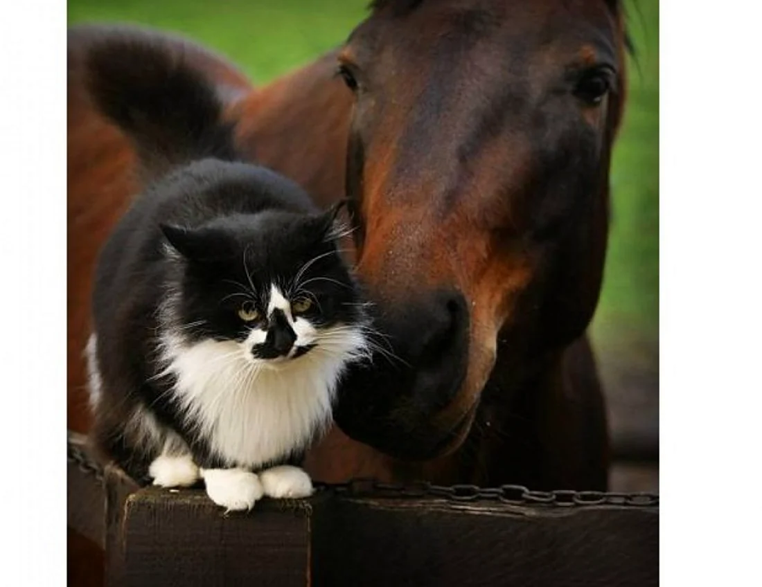 Дружба кошки и лошади. Красивое животное