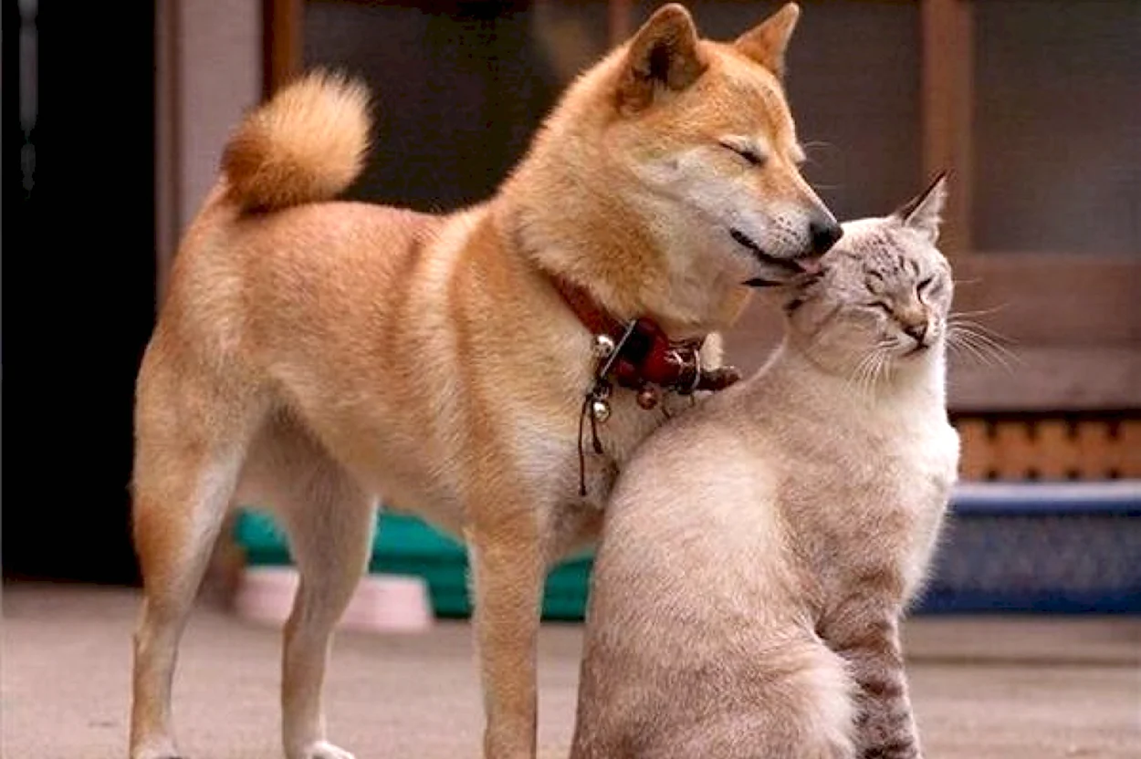 Дружба кошки и собаки. Красивое животное