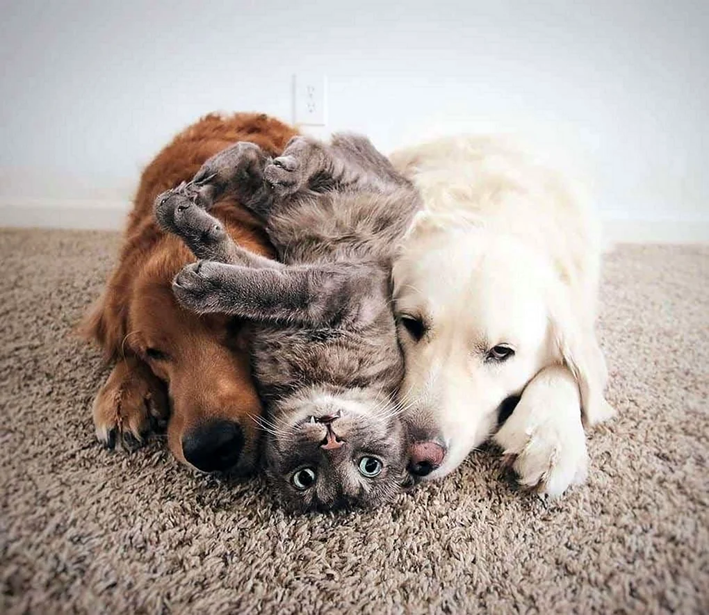Дружба кошки и собаки. Красивые картинки животных