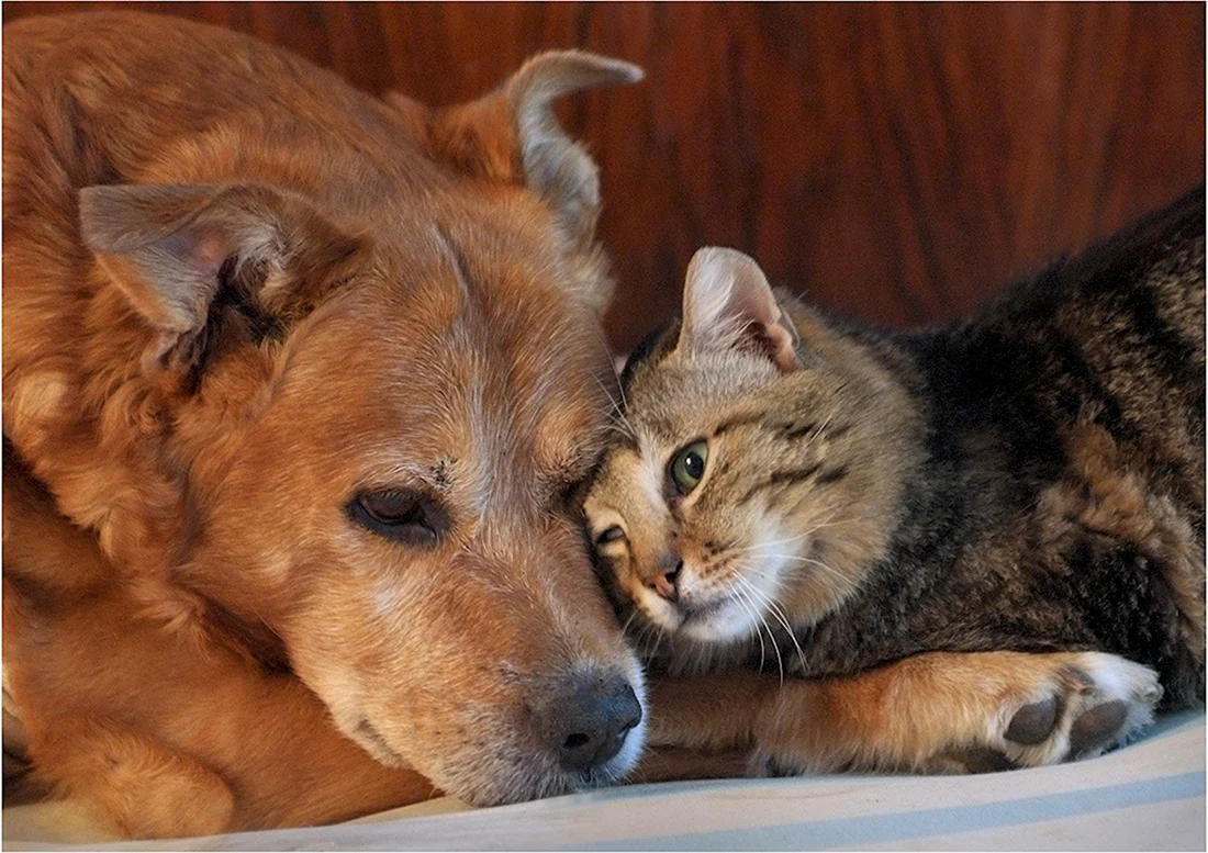 Дружба кота и собаки
