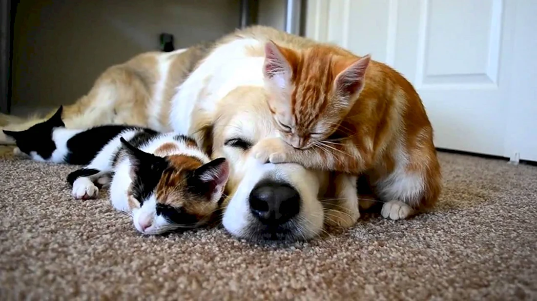 Дружба котов и собак. Красивые картинки животных