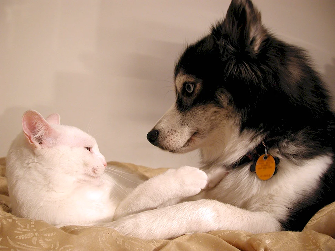 Дружба между котом и собакой. Красивые картинки животных