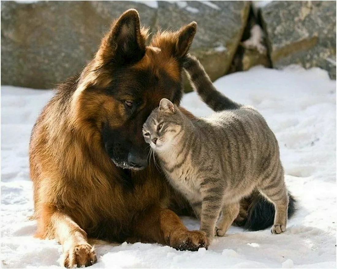 Дружба животных. Красивые картинки животных