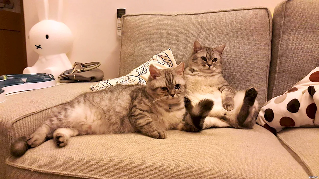 Два кота на диване. Красивое животное