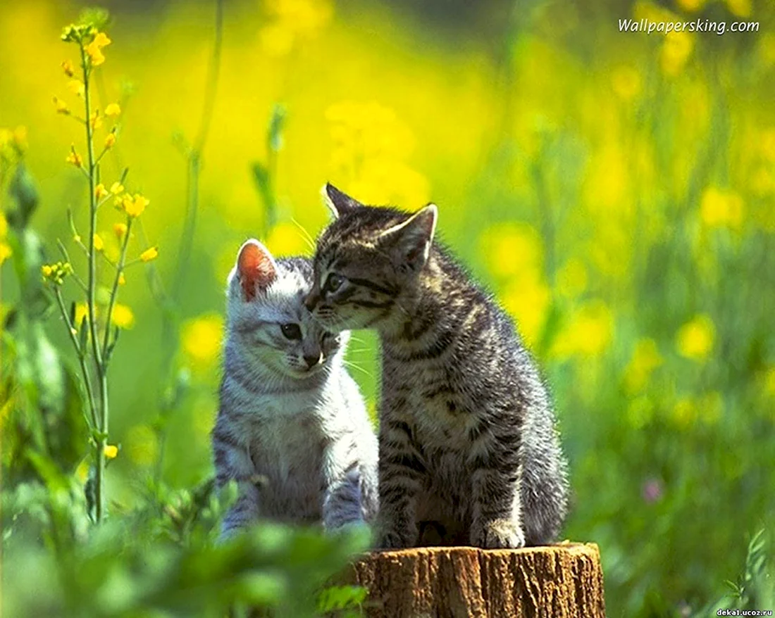 Два кота на природе. Красивые картинки животных