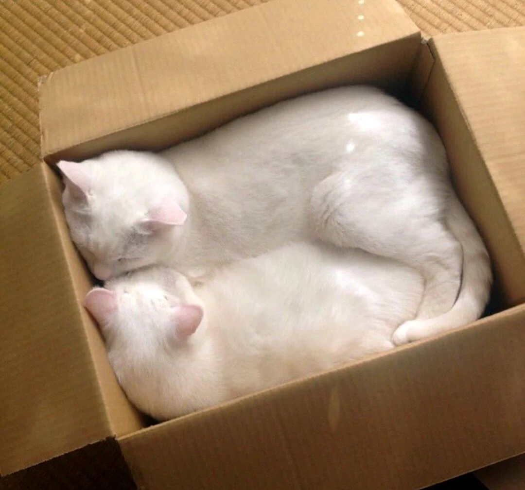 Два кота в коробке. Красивое животное