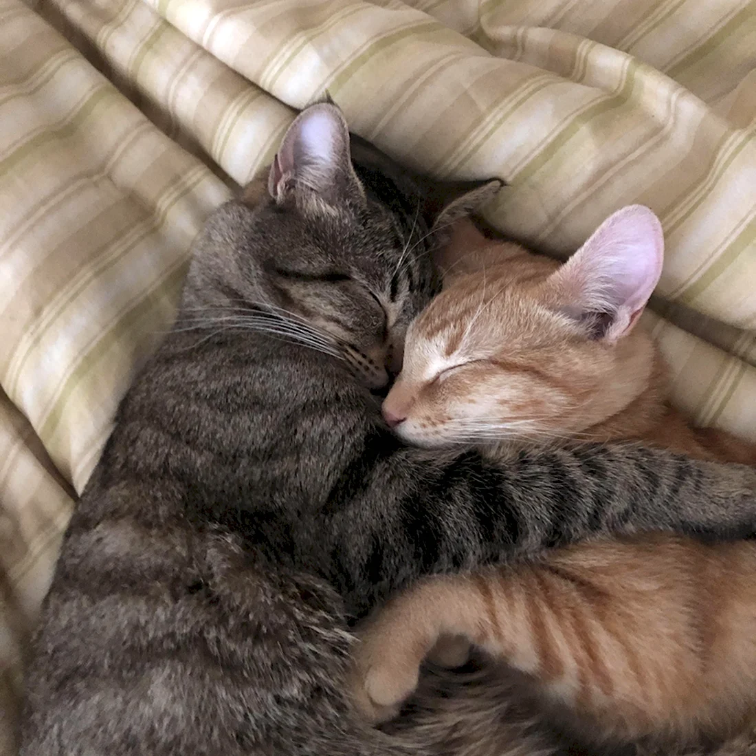 Два кота в обнимку. Красивые картинки животных