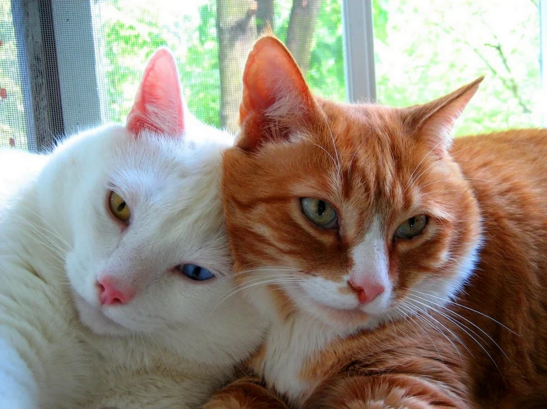 Два котенка рыжий и белый. Красивые картинки животных