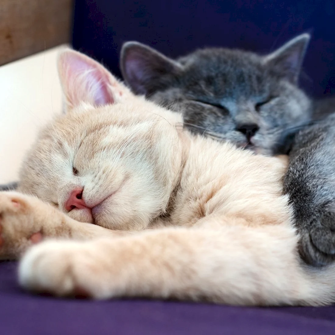 Два котенка спят. Красивые картинки животных
