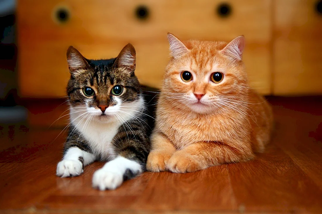 Два котика. Красивые картинки животных