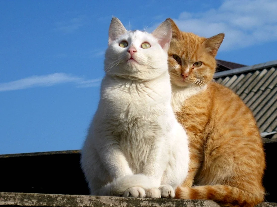Два котика. Красивые картинки животных