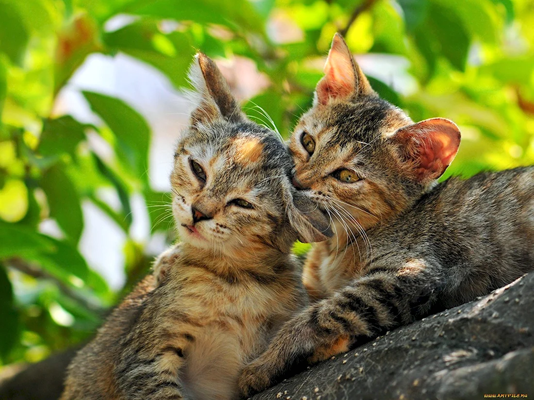 Два котика на природе. Красивые картинки животных