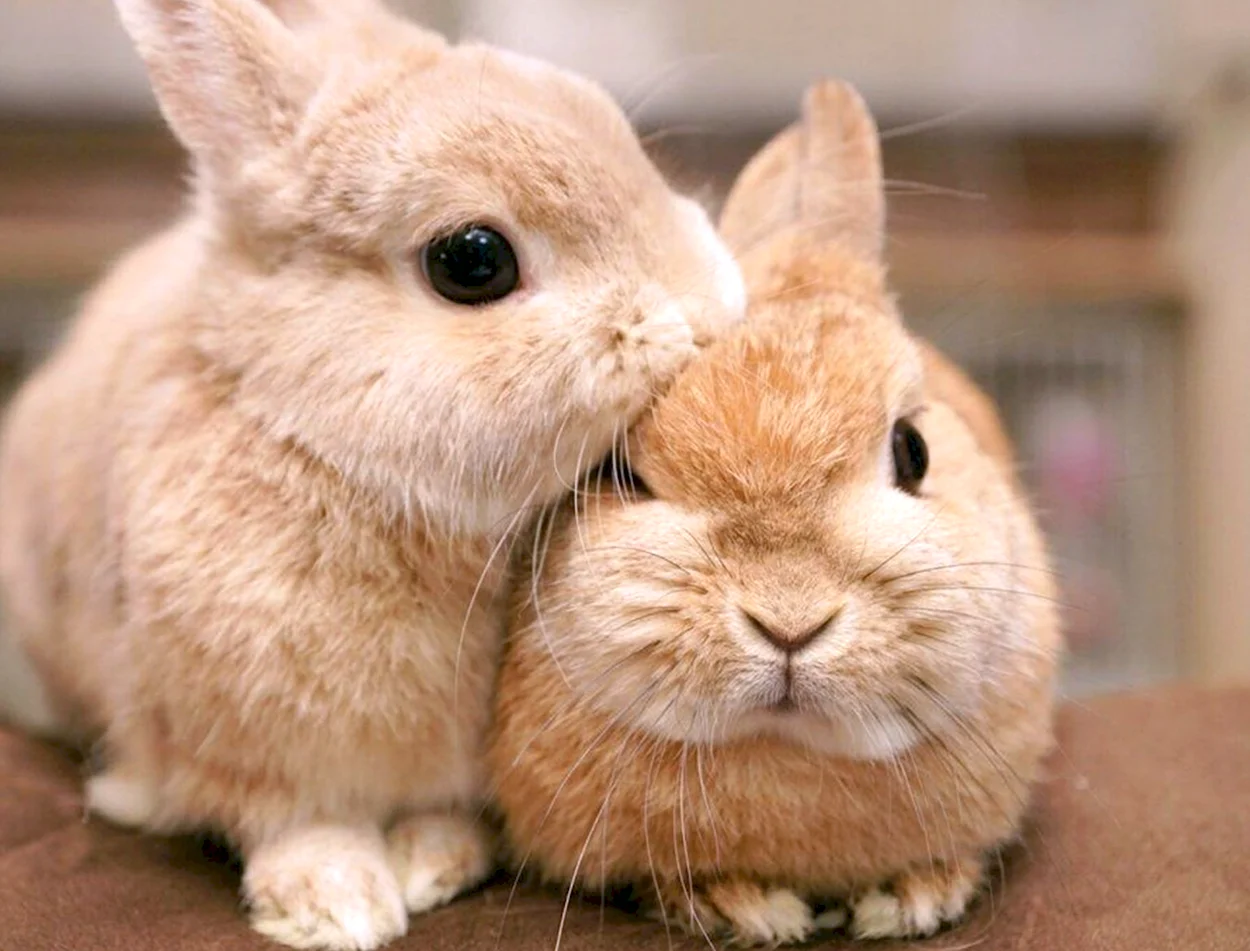 Два кролика. Красивое животное