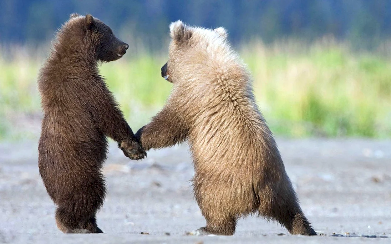 Два медвежонка. Красивое животное