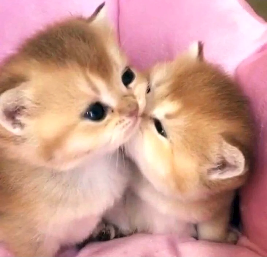 Два милых котенка. Красивые картинки животных