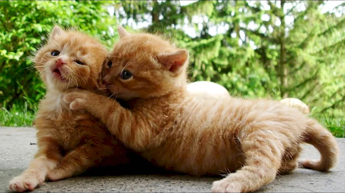 Два рыжих котенка. Красивые картинки животных