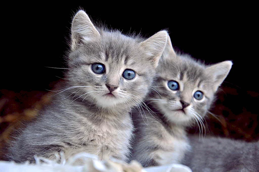 Два серых котенка. Красивые картинки животных