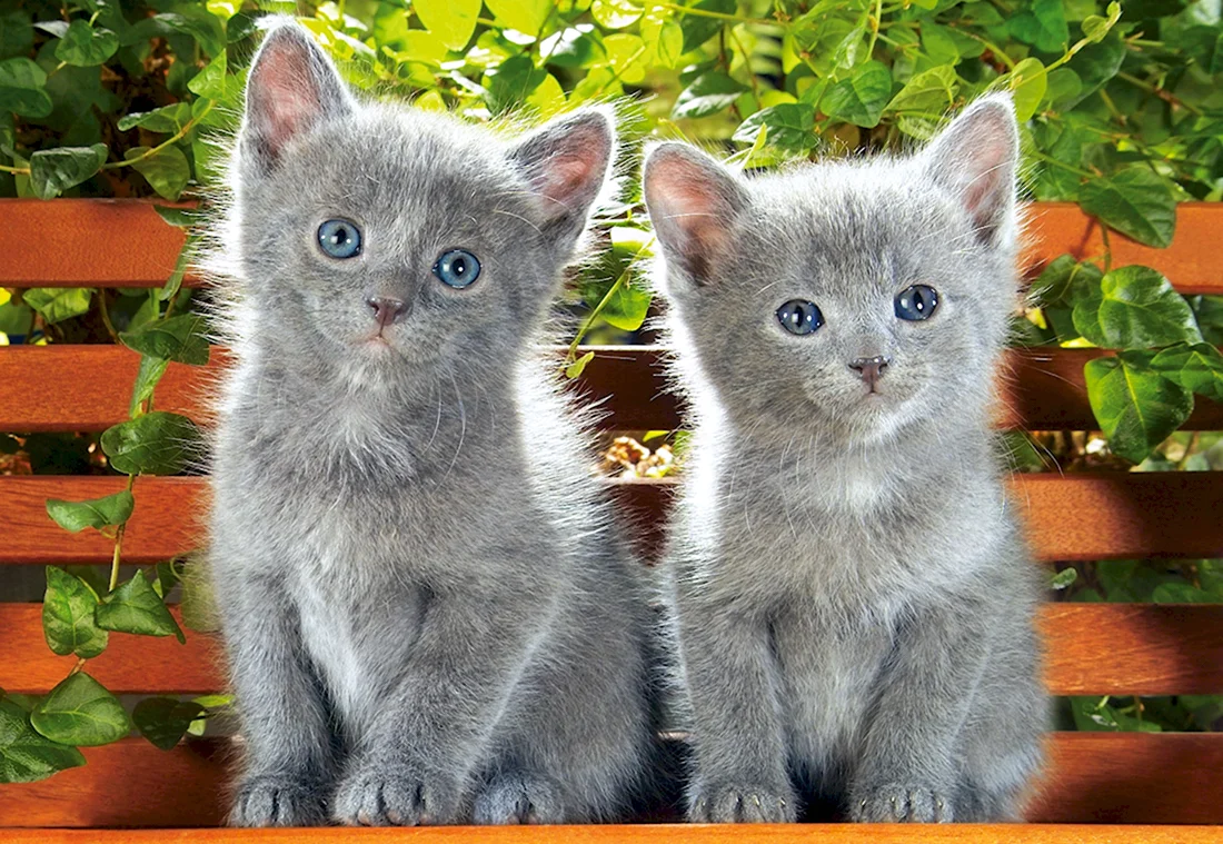 Два серых котенка. Красивые картинки животных