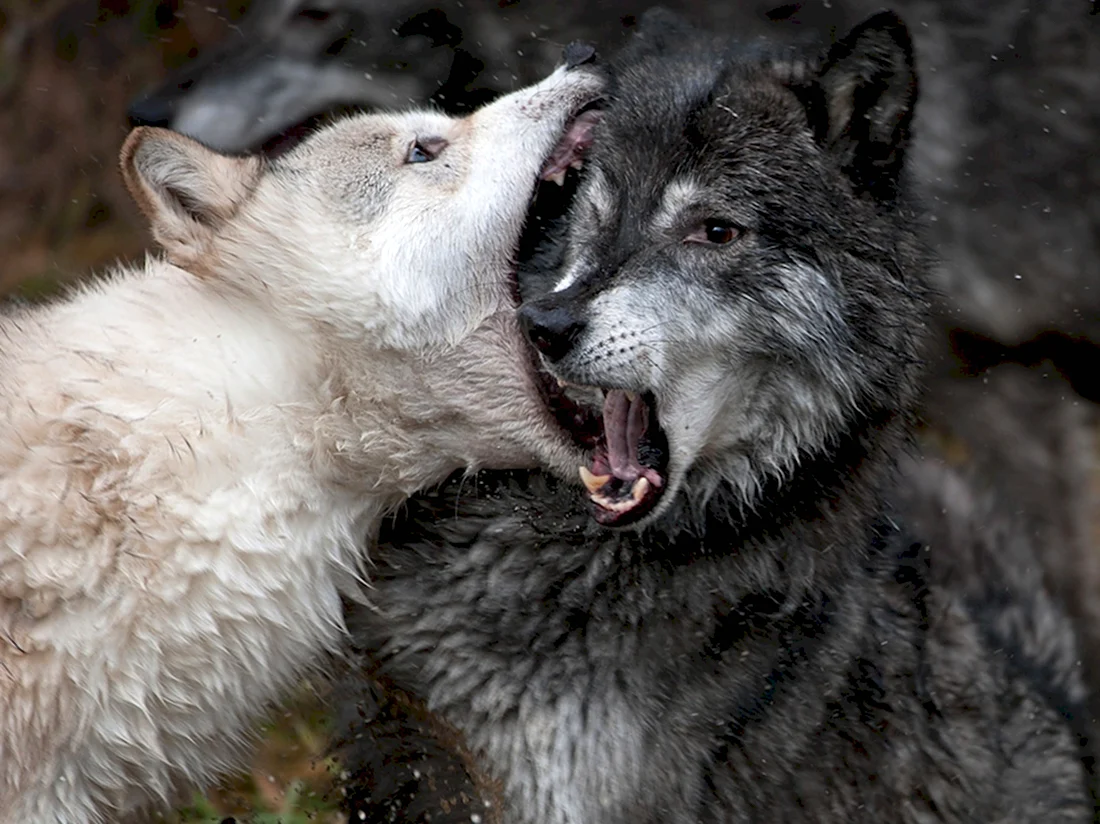 Два волка. Красивые картинки животных