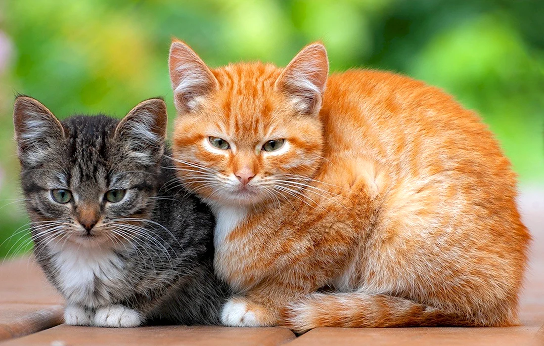 Две кошки. Красивые картинки животных