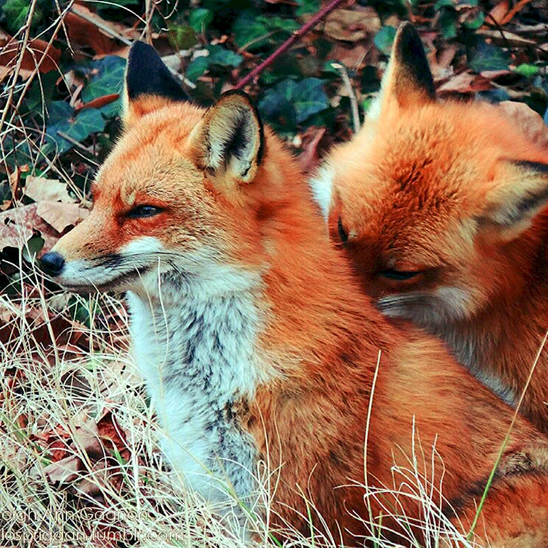 Две лисы. Красивые картинки животных