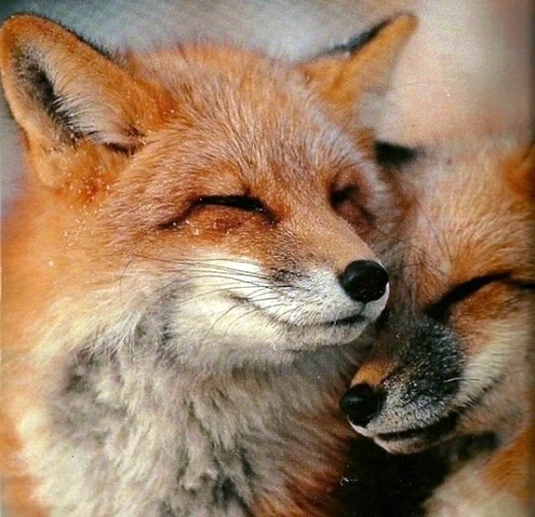 Две лисы. Красивые картинки животных