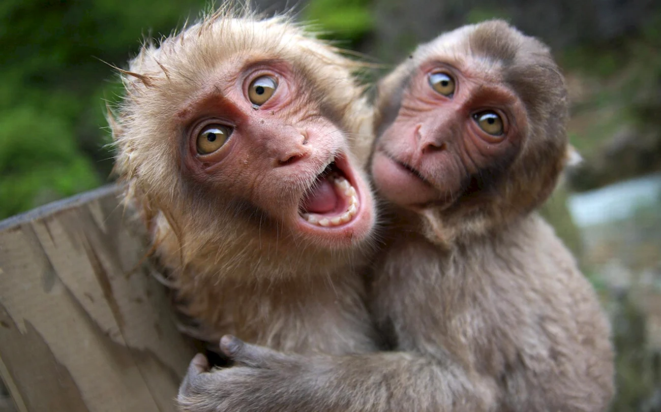 Две обезьяны. Прикольная картинка