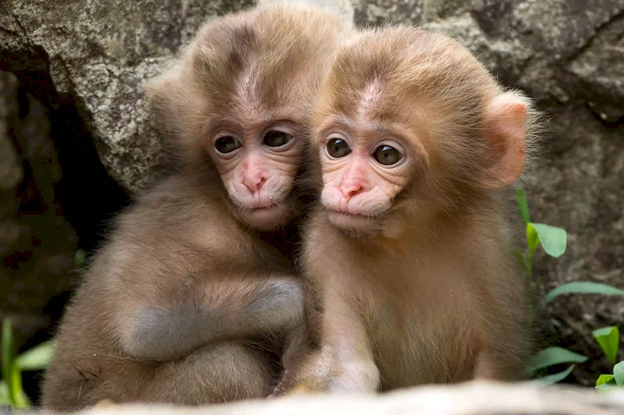 Две обезьяны. Красивое животное