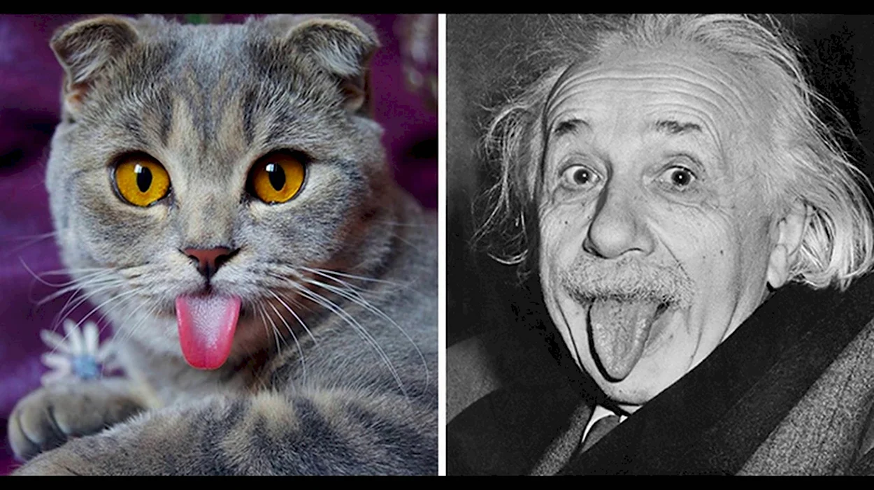 Двойник Альберта Эйнштейна. Красивое животное