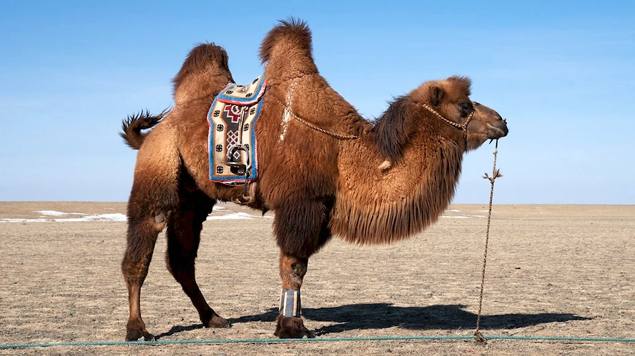 Двугорбый верблюд пустыни. Картинка