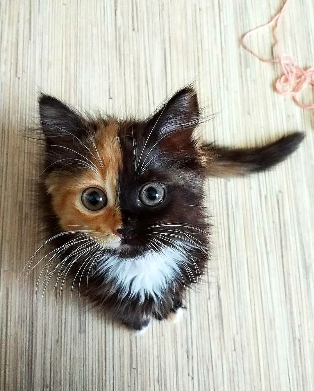 Двухцветный котенок. Красивое животное
