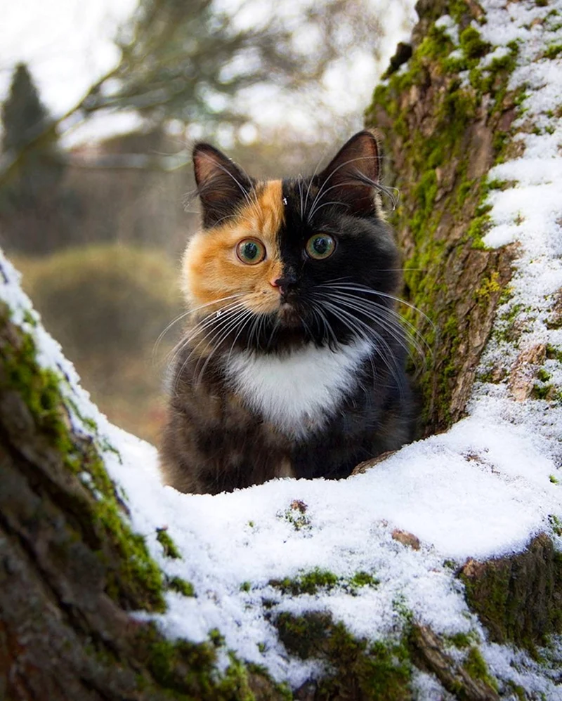 Двуликая кошка Яна. Красивые картинки животных
