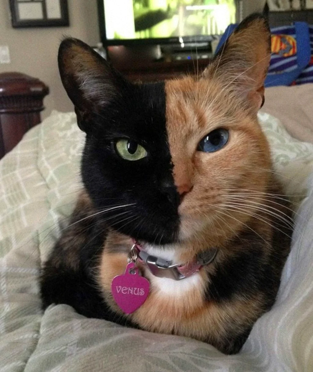 Двуликая кошка Венера. Красивое животное