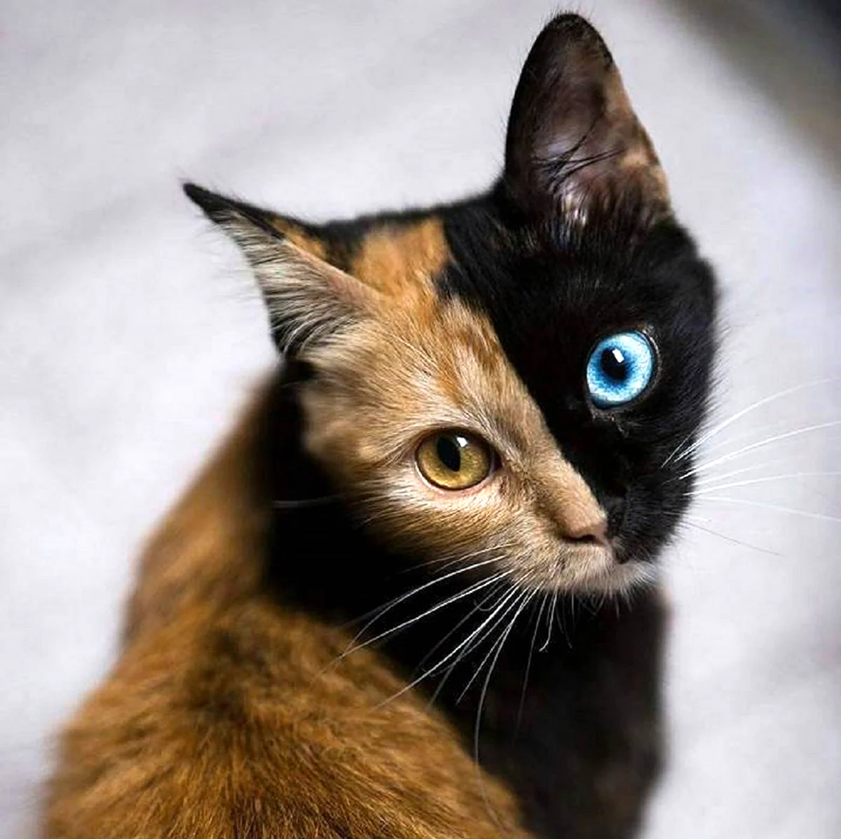 Двуликая кошка Венера. Красивое животное