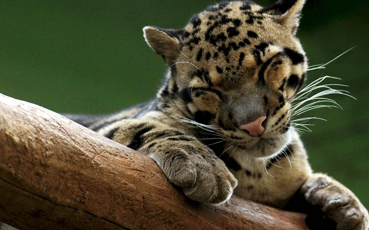Дымчатый леопард. Красивое животное