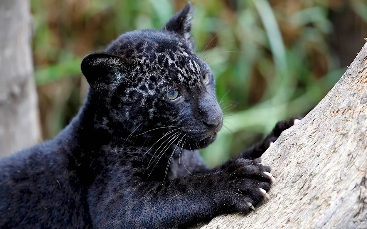 Дымчатый леопард меланист. Красивое животное