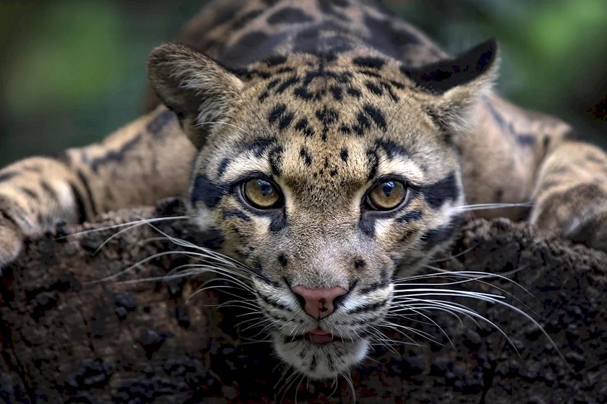 Дымчатый леопард Саблезубый. Красивое животное