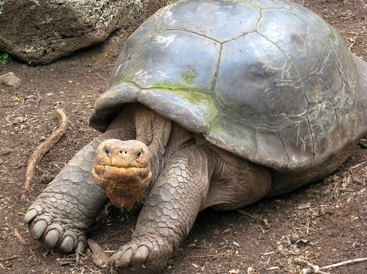 Джонатан Галапагосская черепаха. Красивое животное