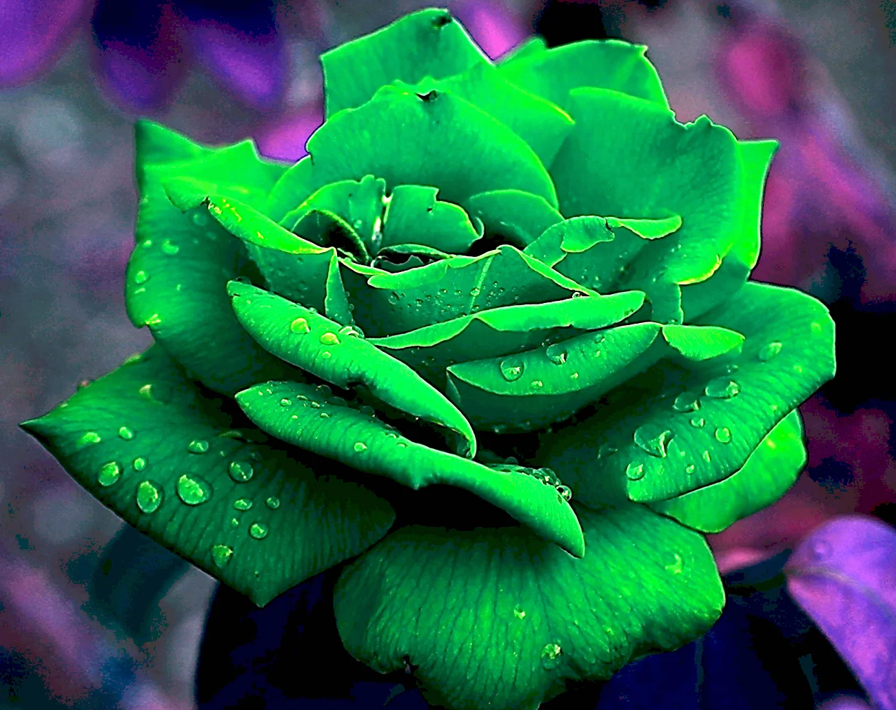 E777 зелёные розы. Красивая картинка