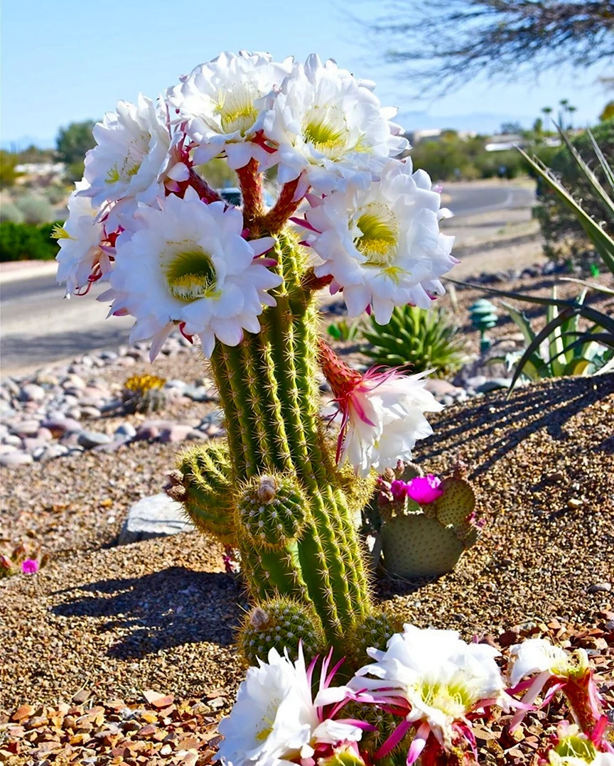 Echinopsis Serape. Картинка