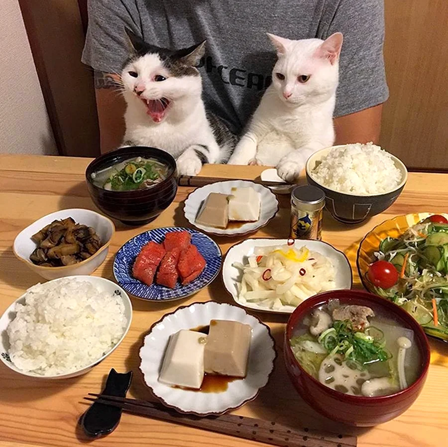 Еда для кошек. Красивое животное