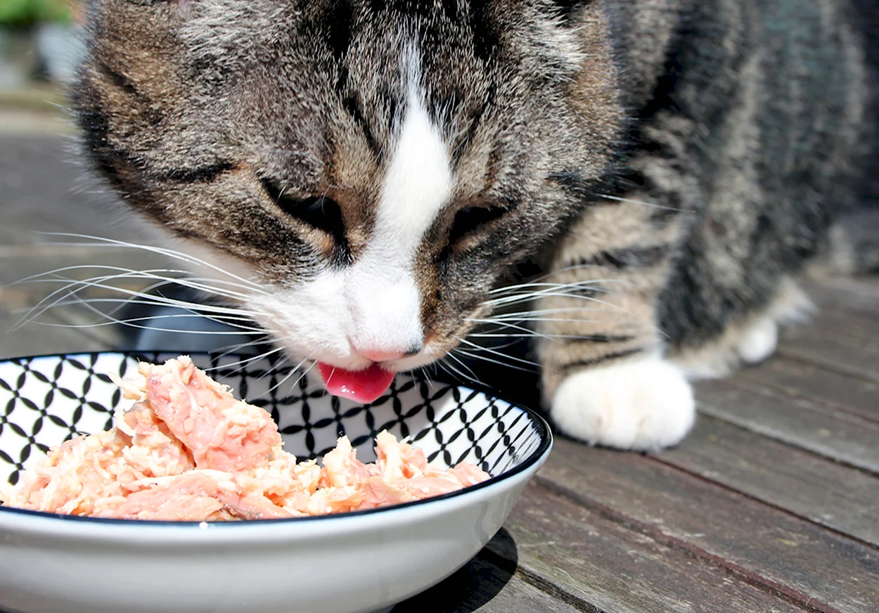 Еда для кошек. Красивое животное